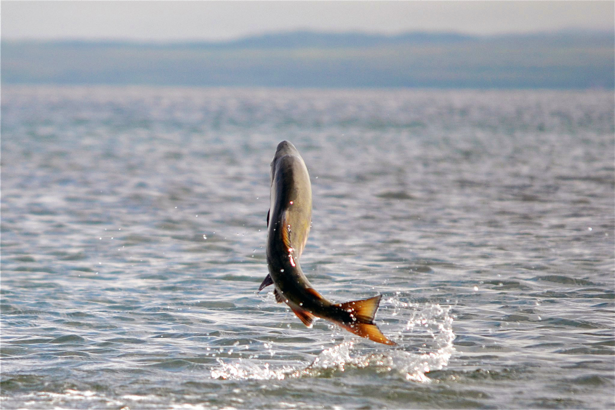 Salmon jumping in the water